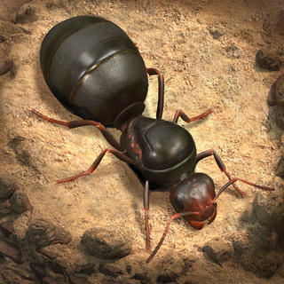 蚂蚁：地下王国下载,蚂蚁：地下王国安卓版下载